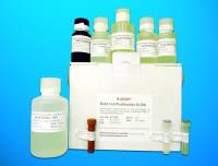 Protein phosphatase ELISA Kit (PP), Human