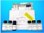 Poly Serium Antigen ELISA Kit (PHSA), Human