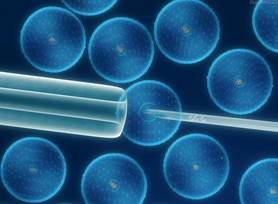 恒河猴肾细胞；RM-3图片