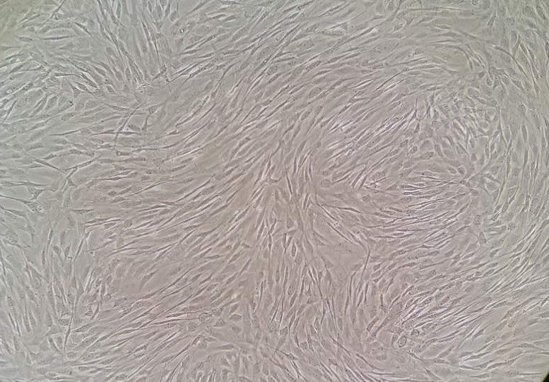 干细胞制备服务