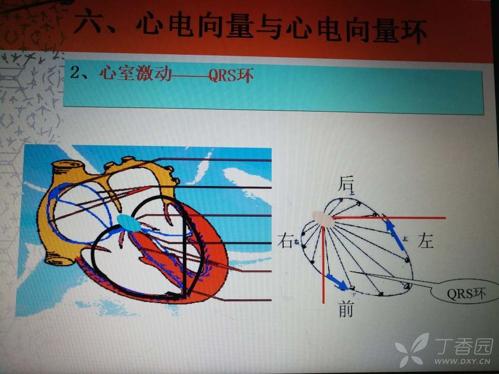 [求助]心电向量环的问题