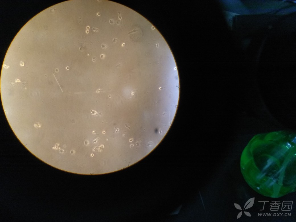 外泌体与细胞共培养