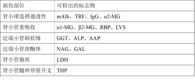 早期肾损伤的标志物图片