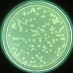 细黄链霉菌图片