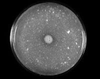 马克斯克鲁维酵母保存方法