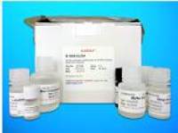 5-lipoxygenase ELISA Kit (5-LO/LOX), Human