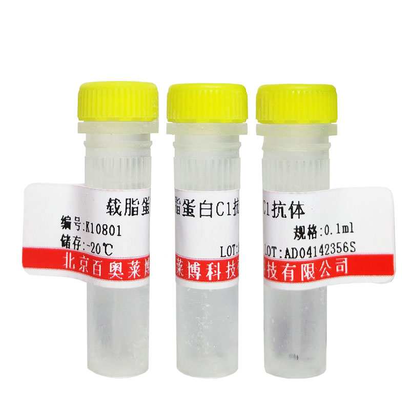 北京现货K25016型SARS Nsp2抗体特价优惠