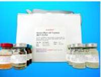 Anti-Methylglyoxal Antibody ELISA Kit (AMA), Human