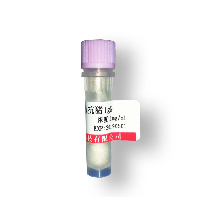 磷酸化APE(Ser1417)抗体 一抗