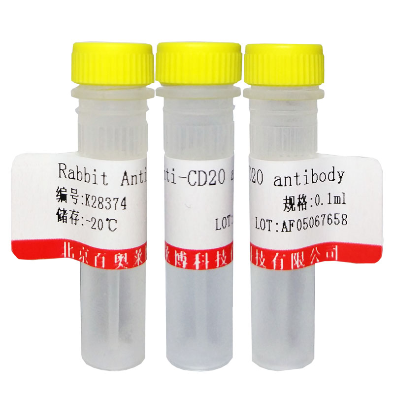 北京磷酸化MEF2C(Ser59)抗体现货