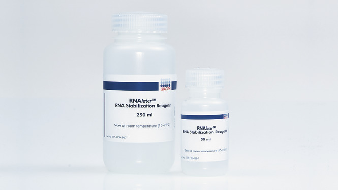 qiagen货号76104 RNAlater RNA Stabilization Reagent (50 ml)现货