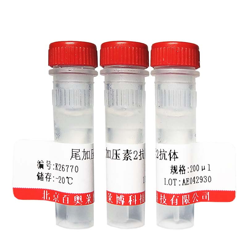 K27133型磷酸化斑联蛋白抗体北京价格