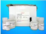 Complement C1q tumor necrosis factor-related protein 8 (C1QTNF8) ELISA Kit, Human