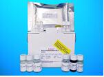 Cytochrome P450 4Z1 (CYP4Z1) ELISA Kit, Human