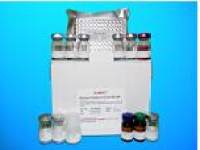 Fatty-acid amide hydrolase 1 (FAAH) ELISA Kit, Human