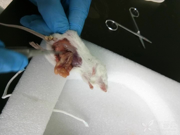 在实验室饲养的nsg小鼠突然死亡,死亡动物外观有点瘦,精神状态没有