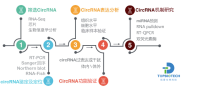circRNA整体解决方案
