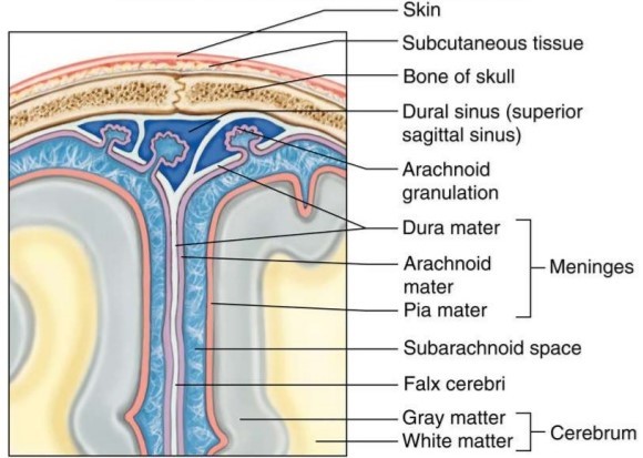 脑膜结构示意图