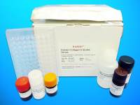 Lysyl oxidase ELISA Kit (LOX), Human