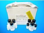 Lactate Dehydrogenase L ELISA Kit (L-LDH), Human