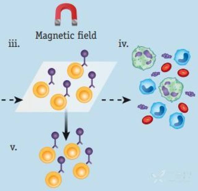 免疫磁珠法富集t细胞