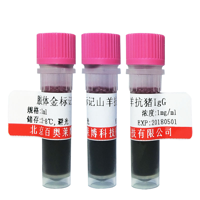 HSP27抗体哪里买