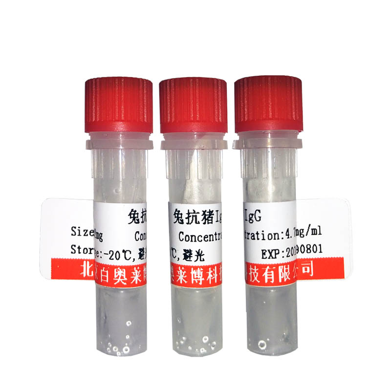 北京DNA Ligase IV抗体报价