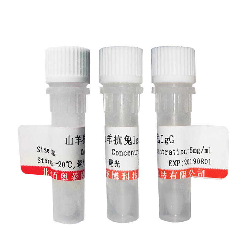 北京磷酸化Tau (Ser552)抗体现货供应
