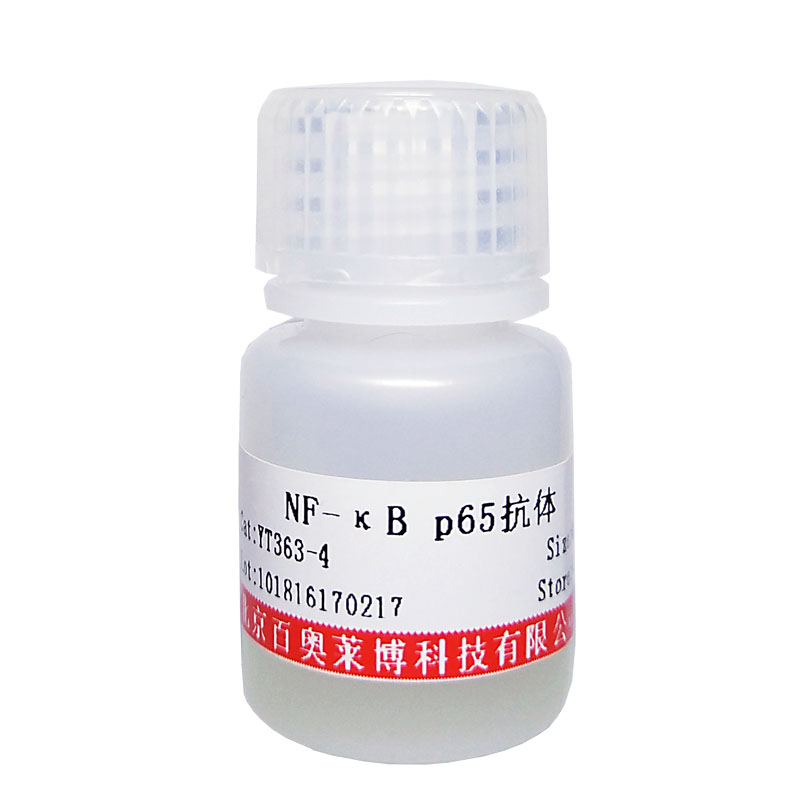 磷酸化RPH3AL(Ser232)抗体北京厂家