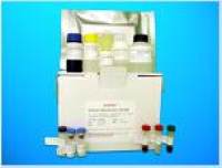Oxyntomodulin (OXM) ELISA Kit, Human