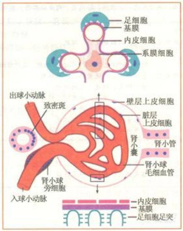 丁香园论坛