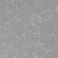 原代细胞的分离及培养 悬浮细胞