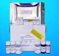 Solute carrier family 35 member B1 (SLC35B1) ELISA Kit, Human