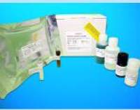 Activin A Receptor Type II A (ACVR2A) ELISA Kit, Human