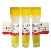 北京K11375型Big dynorphin抗体厂家