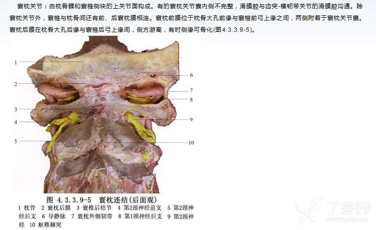 【求助】怎么确定大鼠枕骨大孔和寰枕膜位置？ - 丁香园论坛