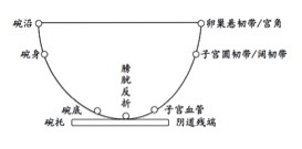 碗与子宫 2.jpg