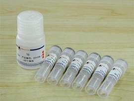 KCNA10 rabbit polyclonal antibody说明