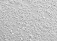 大鼠主动脉平滑肌细胞A7r5