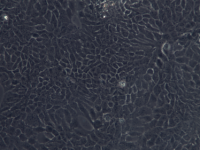 A431人表皮癌细胞