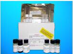 Annexin A11 (ANX-A11) ELISA Kit, Human