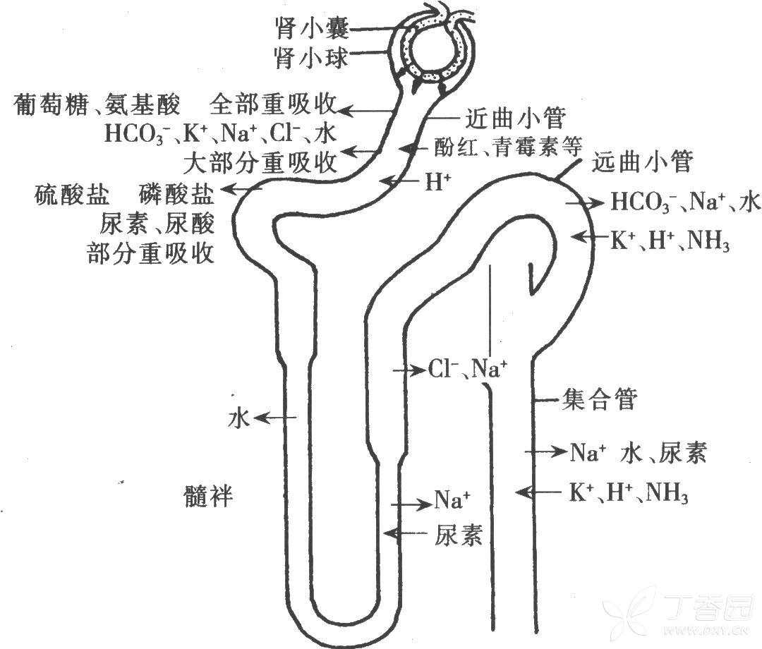 肾小管重吸收,分泌示意图,能找到的都在这了