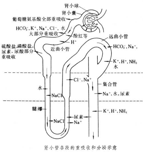肾小管模式图图片