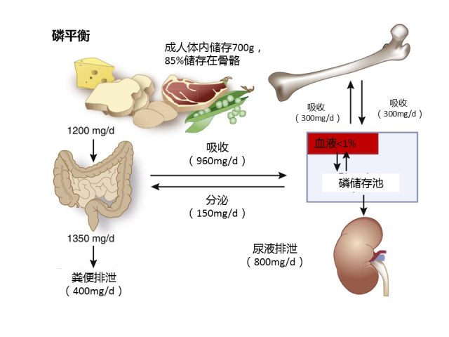 磷与肾脏 3 图读懂慢性肾脏病患者「高磷血症」的危害与治疗