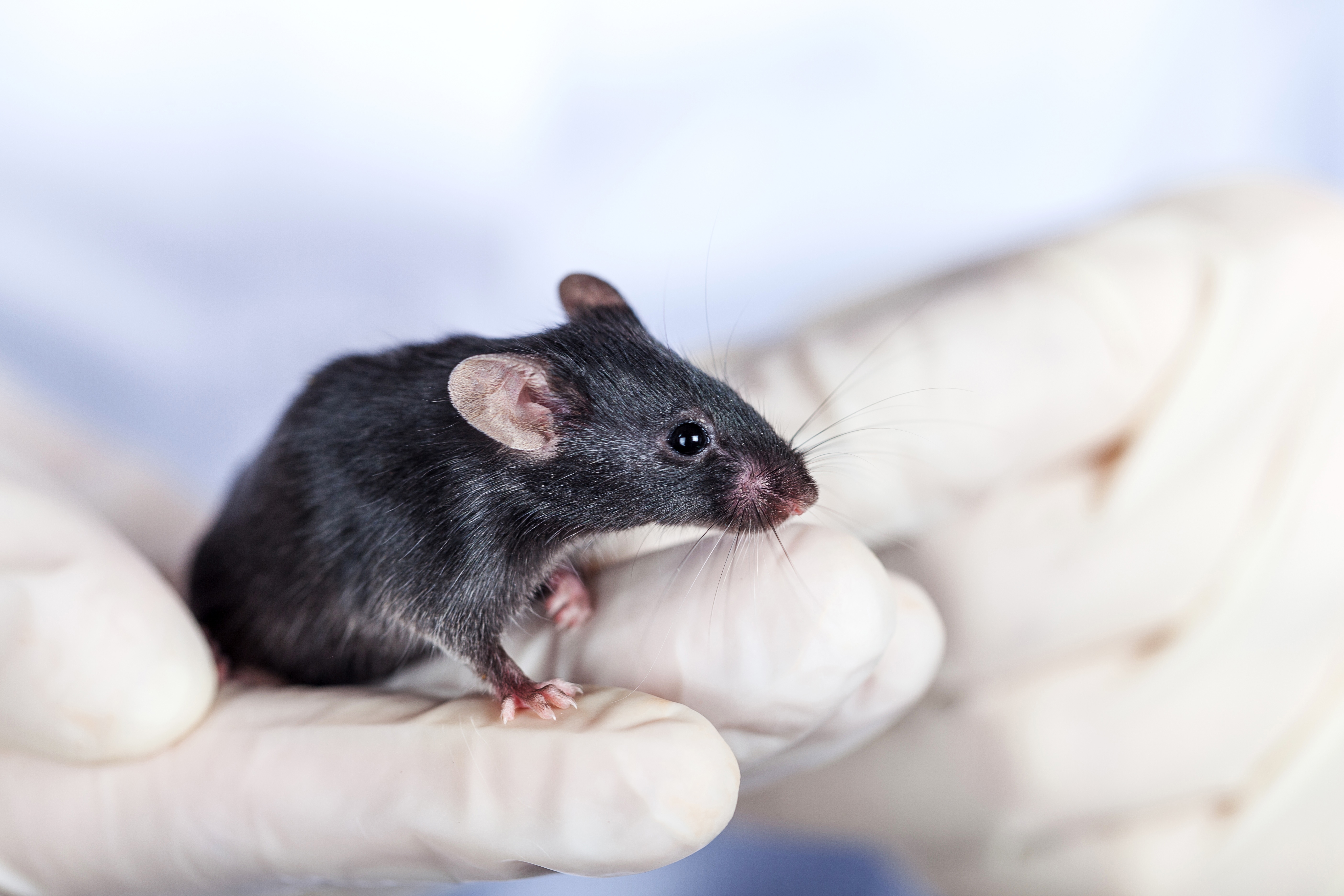 全身性基因敲除小鼠定制低至2.46万元