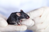 全身性基因敲除小鼠定制低至2.46万元