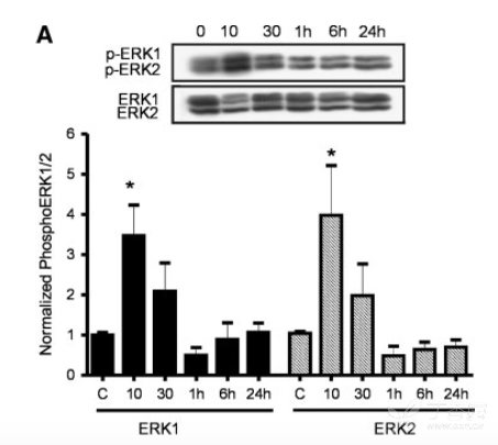 g蛋白结合gdp是被磷酸化吗_蛋白线是蓝色吗(2)