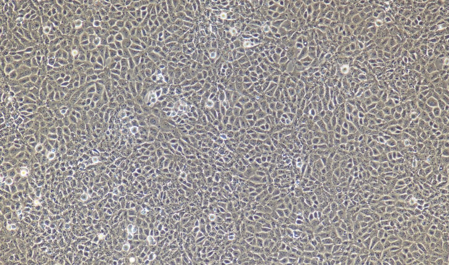 TM3 小鼠睾丸间质细胞/种属鉴定/镜像绮点（Cellverse）