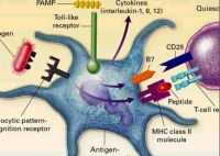 人Bcl2关联永生基因3(BAG3)免疫组化试剂盒