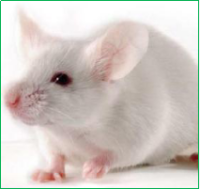 小鼠单克隆抗体定制服务